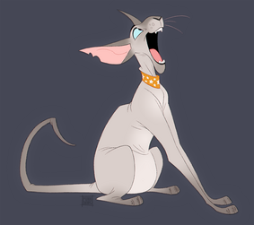 Peterbald Cat